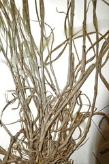 Bromus arvensis