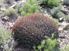Euphorbia heptagona