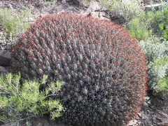 Euphorbia heptagona