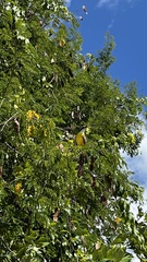 Pitangus sulphuratus