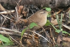 Troglodytes troglodytes