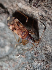 Ozophora picturata