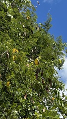 Pitangus sulphuratus