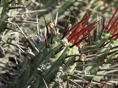Euphorbia heptagona