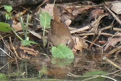 Troglodytes troglodytes