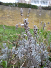 Lavandula angustifolia