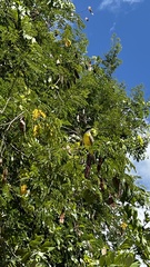 Pitangus sulphuratus