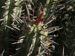 Euphorbia heptagona