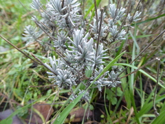 Lavandula angustifolia