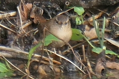 Troglodytes troglodytes