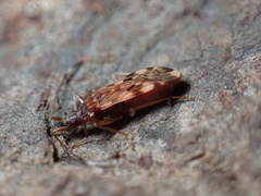 Ozophora picturata