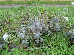 Lavandula angustifolia
