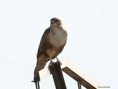 Buteo rufinus cirtensis