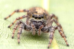 Dendryphantes hastatus