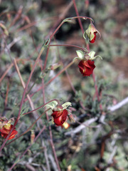 Hermannia filifolia