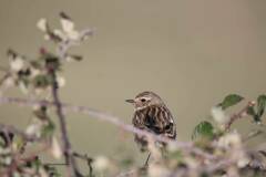 Saxicola rubicola
