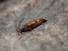 Ozophora picturata