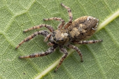 Dendryphantes hastatus