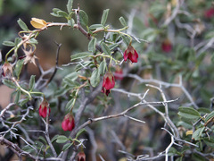 Hermannia spinosa