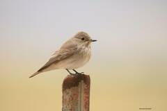 Muscicapa striata