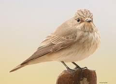 Muscicapa striata