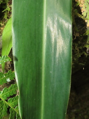 Alpinia zerumbet