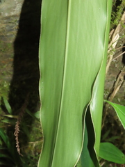 Alpinia zerumbet