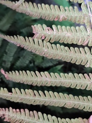 Christella parasitica