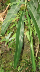 Alpinia zerumbet