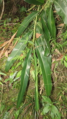 Alpinia zerumbet