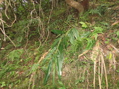 Alpinia zerumbet