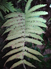 Christella parasitica