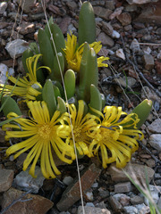 Glottiphyllum surrectum