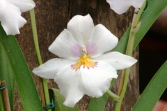 Miltoniopsis