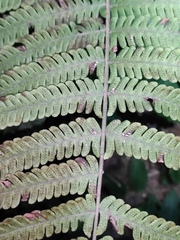 Christella parasitica