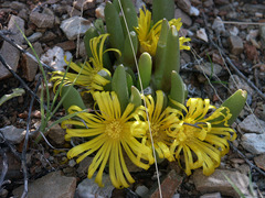 Glottiphyllum surrectum