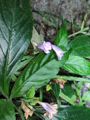 Strobilanthes cusia