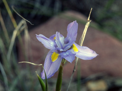 Moraea polystachya