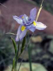 Moraea polystachya