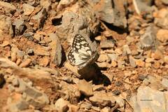 Melanargia ines