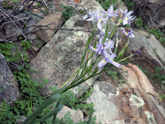 Moraea polystachya