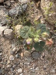 Eremalche rotundifolia