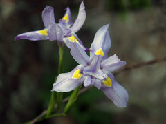 Moraea polystachya