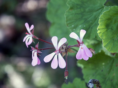 Pelargonium zonale