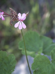 Pelargonium zonale
