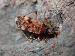Ozophora picturata
