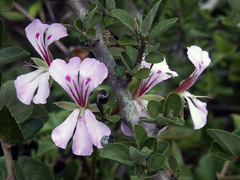 Pelargonium peltatum