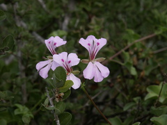 Pelargonium peltatum