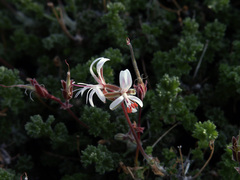 Pelargonium alternans