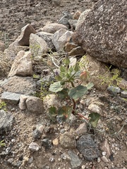 Eremalche rotundifolia